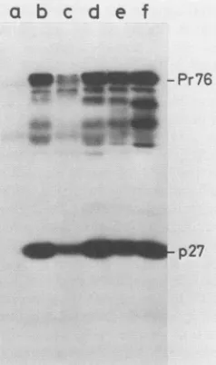FIG. 2.transfectiondescribedcentrifugationamidepolyclonal(p27)noPr-CDEAE-dextran Virion gag-encoded proteins produced in a transient assay