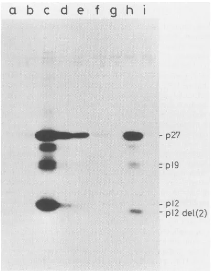 TABLE 1. Infectivity of the mutants'