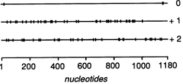 FIG. 3.(mRNA Open reading frames of RNA 6 of influenza C/JJ/50 virus sense). Termination codons are shown by vertical lines.