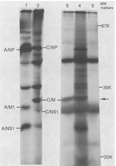 Fig. 5A, minor bands are also apparent. For each probe, aminor band is seen at a position corresponding to the size ofan unspliced transcript