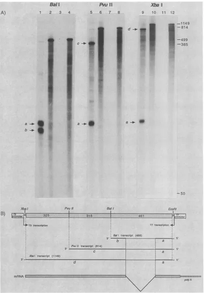 FIG. 5.;:-::':111111transcribedofrightarewithisas6-specificsegment shown, shown the Si nuclease analysis ofRNA segment 6-specific spliced mRNA