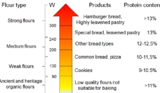 Figure 1. Flour quality, gluten strength (W), obtainable products, and protein content according to  the parameters conventionally required by the food industry