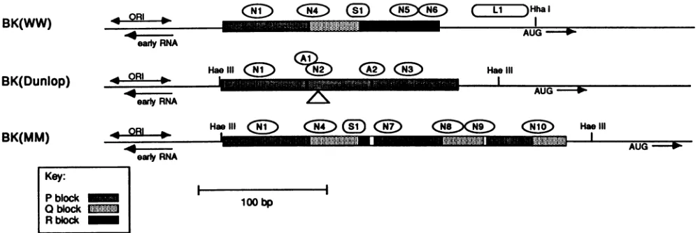 FIG.1.factorarewhichlate-regionwithinduplicationBK(WW)are18-bp Sequence relationship of BK(WW), BK(Dunlop), and BK(MM)