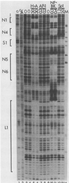 TABLE 1. Recognition sequences for NF-BK in BK(Dunlop),BK(WW), and BK(MM)a