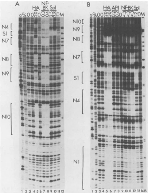 Figure 5AatBK(Dunlop) sites shows a competitive binding experiment using probe. Significant inhibition of NF-BK binding Ni and N3 is evident with 20 nM specific competitor,