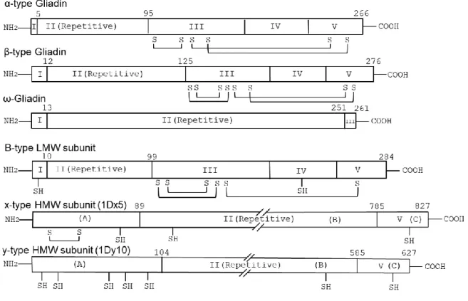Figure 4 : General structures of wheat gluten proteins. The structures indicate the main domain, number  of  amino  acid  residues,  conserved  cysteine  residues  (SH)  and  intramolecular  disulfide  bonds  (lines  connecting S S)