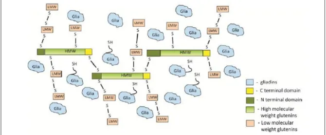 Figure 5: Theoretical structural model of gluten proteins network; borrowed from Johansson et al