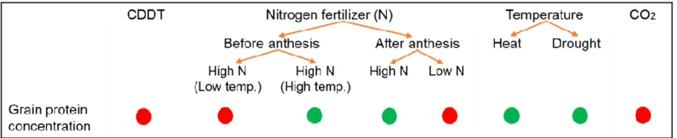 Figure 6: Summary of the effect of genotype, agronomic and environmental parameters on wheat grain  protein concentration