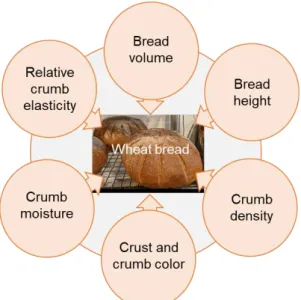 Figure 9: Characteristics to assess the quality of the wheat bread loaf  
