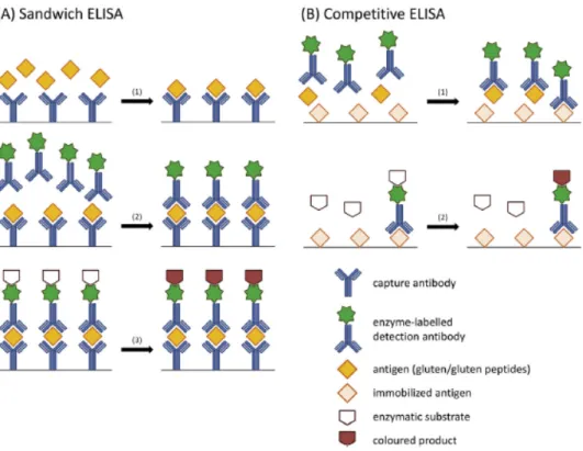Figure 2. The principles of (a) sandwich ELISA and (b) competitive ELISA. Adapted from Scherf and Poms (2016)