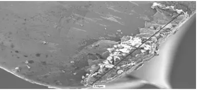 Figure 13. SEM image shows the formation of built up edge on flank wear at speed of 123 mm /min, feed 0.04 mm/ rev and doc of 1.00 mm