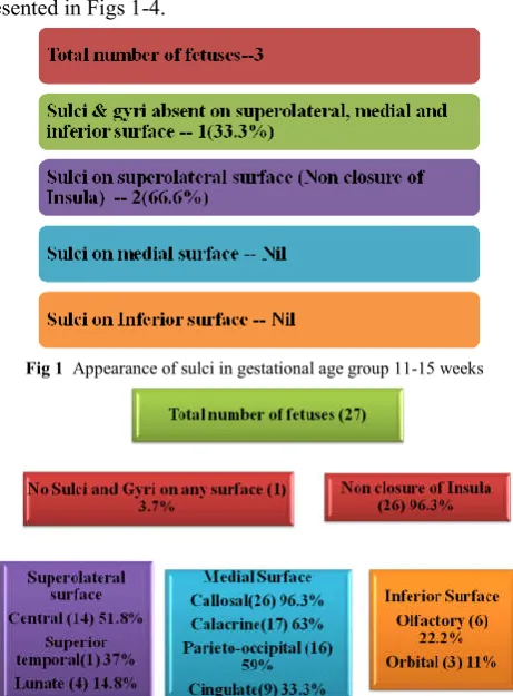 Fig 3 Appearance of sulci in gestational age group of 20+-25 weeks 