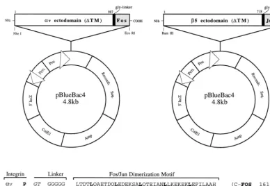 FIG. 1. Diagram of baculovirus plasmid vectors used for the expression of soluble �integrin subunits were inserted in frame with a glycine spacer and a Fos/Jun dimerization domain (as shown in the sequence alignment) into the pBlueBac4 baculovirusv�5