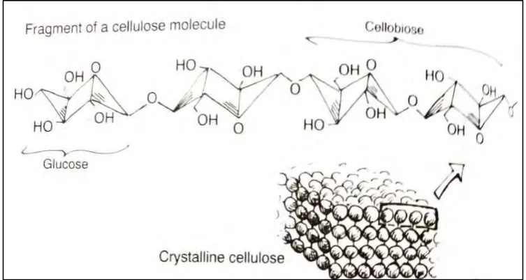 Figure 2.1: The molecule structure of crystalline cellulose 
