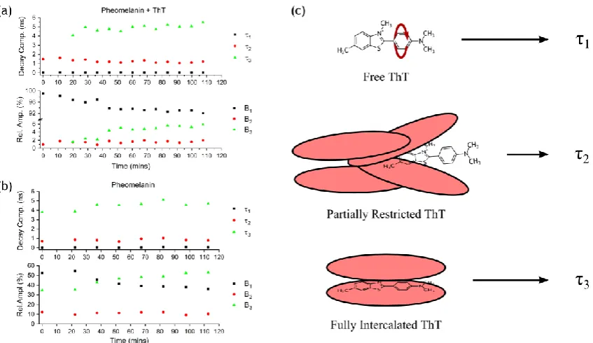 Figure 6. (a) Absorption spectra of pheomelanin + ThT pellet formed by centrifuge before and after disassembly and supernatant with the absorption normalized at 500 nm.34 (b) Pheomelanin + ThT fluorescence emission spectra before and after disassembly