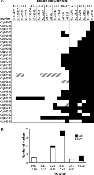 Figure 3. Validation of identified polymorphisms in the contigs. (A) Summary of genotyping results of the 31 polymorphic SNP markers in the 20 Ae