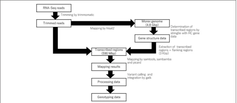 FIGURE 1 | A pipeline of RNA-seq data for genotyping on the transcribed regions of reference genome cv