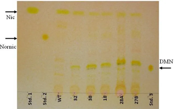 Figure 5. Qualitative metabolite analysis using thin layer chromatography (TLC). Alkaloid 