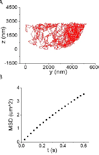 Figure 3.6 100 nm nanoparticle diffuses inside 5 µm diameter water droplet. A) shows side view of the particle’s trajectories from yz direction