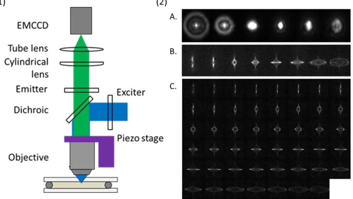 Figure 1.9. Schematic of astigmatism-based 3D single particle tracking. (1). Instrument setup of imaging system