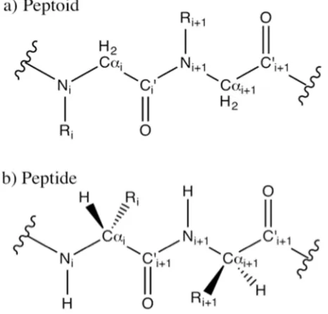 Figure 3.1 A Peptoid (a) and a peptide (b) Peptoids and peptides share the same backbone, but peptoids have side chains attached to their nitrogen atoms