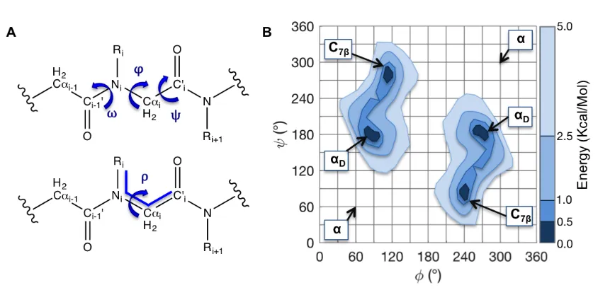 Figure 3.3  The peptoid backbone dihedrals and a peptoid Ramachandran plot. (A) Peptoid backbone conformations can be described by the dihedrals φ, ψ, and ω
