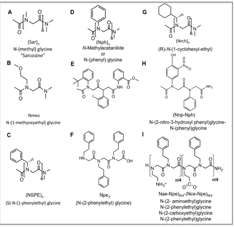 Figure 3.4 A partial summary of the peptoids described in this work. (A) Sarcosine (B) N-(1-methoxyethyl)glycine, (C) (S)-N-(1-phenylethyl)glycine, (D) N-Methylacetanlide or N-(phenyl)glycine, (E) The aryl trimer studied by Butterfoss et al