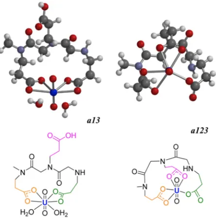 Figure 3.7 Two possible binding configurations for a uranyl chelating peptoid. The 