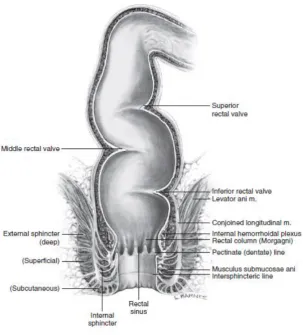 Figure 1: Anatomy of the Rectum 