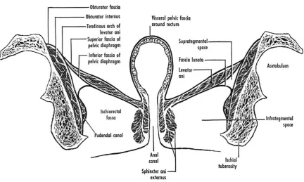 Figure 2:  Anatomy of the Pelvis 