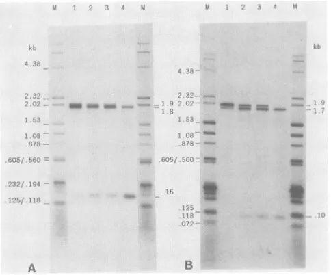FIG. 2.labeledconditions:HDV37°Candmarkers.subjectedsides Self-cleavage of end-labeled transcripts of antigenomic RNA