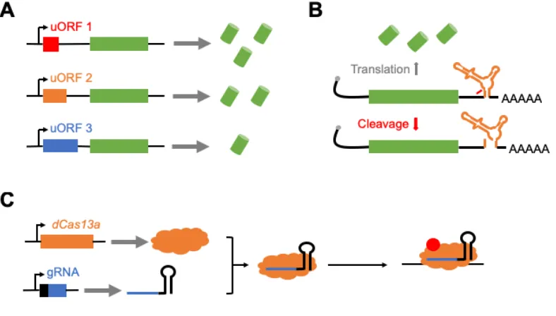 Figure 1.2: Potential tools to regulate gene expression in Drosophila. (A) Synthetic uORFs (red/orange/blue) can be placed in the 5’UTR of coding genes (green) to control its expression