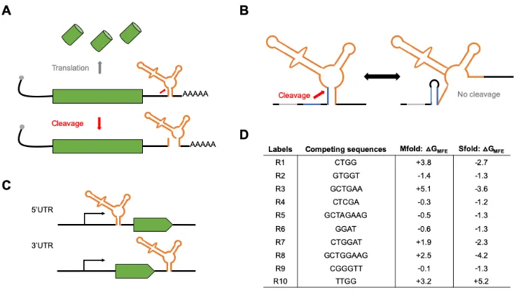 Figure 2.1: Gene regulatory tools based on self-cleaving ribozymes. (A) Inserting self-cleaving ribozymes in the 3’ untranslated region (UTR) of a gene leads to cleavage (red arrow) and subsequent mRNA transcript destabilization/decay and inhibition of pro