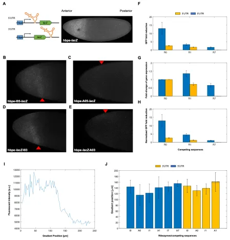 Figure 2.3: Self-cleaving ribozymes can tune gene expression in Drosophila. (A) Depiction of the ribozyme constructs and its expression domain in Drosophila