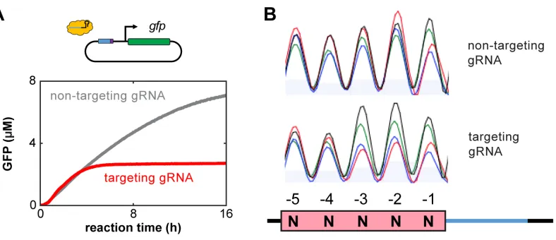 Figure 3.2. Data analysis for assessing cleavage by a Cas nuclease in TXTL. (A) A representative GFP cleavage analysis tracking fluorescence of GFP over time is shown