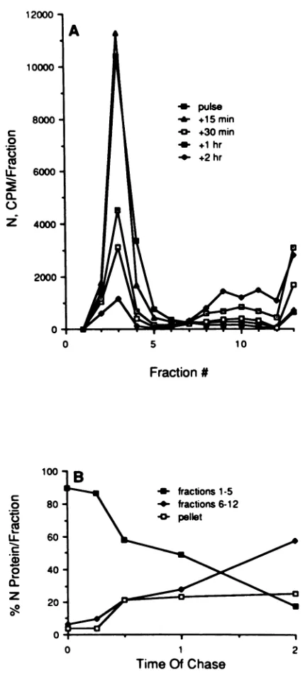FIG.2.chasethe5),theexcisingpercentagescintillation Quantitative analysis of the N protein during a pulse- experiment