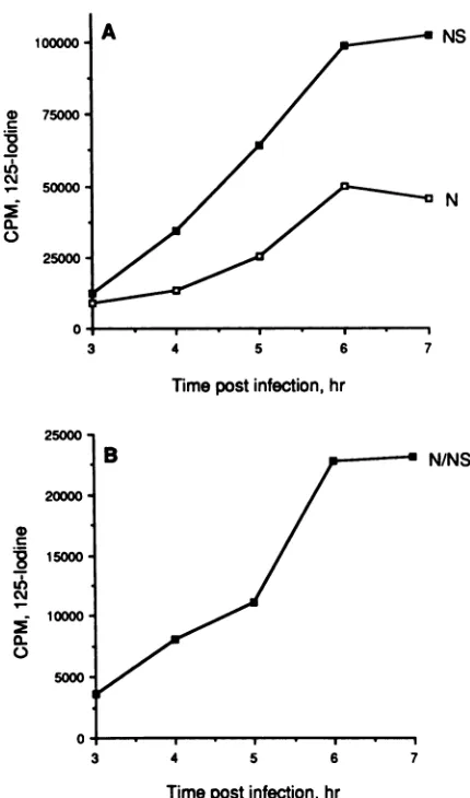FIG. 5.proteinquantitativeplottedcomplextogradientN protein the Relative abundances of total NS, total N, and the N-NS complex as a function of time p.i