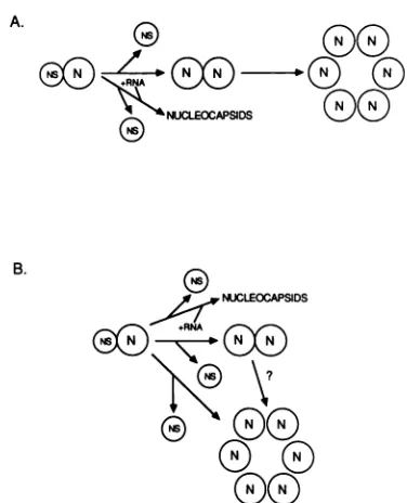 FIG. 8.sedimenting Possible relationships between the three differentially forms of the N protein