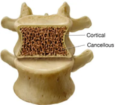 Figure 1-3. Cross-sectional image of human vertebra  