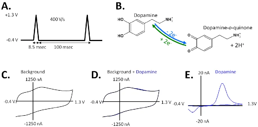 Figure 1.3.  Principles of background subtracted FSCV. (A) A triangular potential waveform is applied to a working electrode