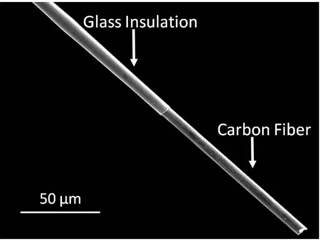 Figure 1.5. Representative image of a cylinder carbon-fiber microelectrode. Carbon-fiber microelectrodes are fabricated by aspirating a single fiber into a glass capillary which works as the insulating material