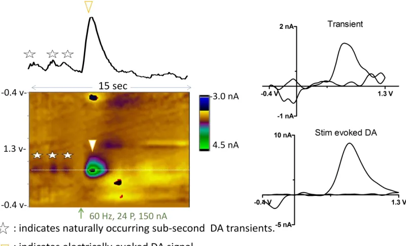 Figure 1.8. Representative color plot depicting electrically-stimulated (inverted white triangle) and naturally-occurring (white stars) DA transients measured in an awake rat