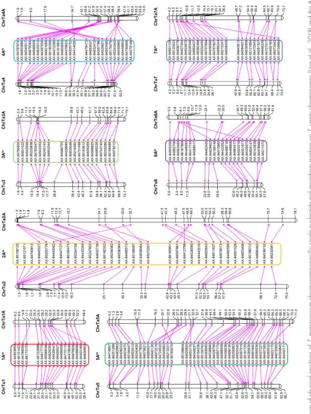 Fig. 1. Comparison of physical positions of T. monococcum chromosome-specific single nucleotide polymorphism markers on T