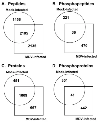 Figure 2.1.  Gallus gallus and MDV-infected samples.peptide and protein comparison between mock-infected     