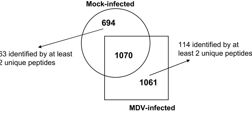 Figure 2.2.  Overall Gallus gallus protein comparison between mock-infected and MDV-infected samples