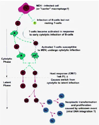 Figure 1.5.  Schematic representation of a hypothesis of sequential events in lymphocytes with MDV 