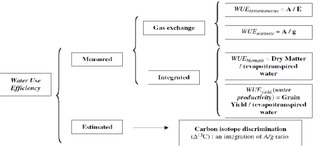 Fig. 2. 3: The several definitions of water use efficiency (WUE). A, net photosynthetic  rate expressed as µmol CO 2  m -2  s -1 ; E, transpiration rate expressed as mmol H 2 O m -2  s -1 ; 