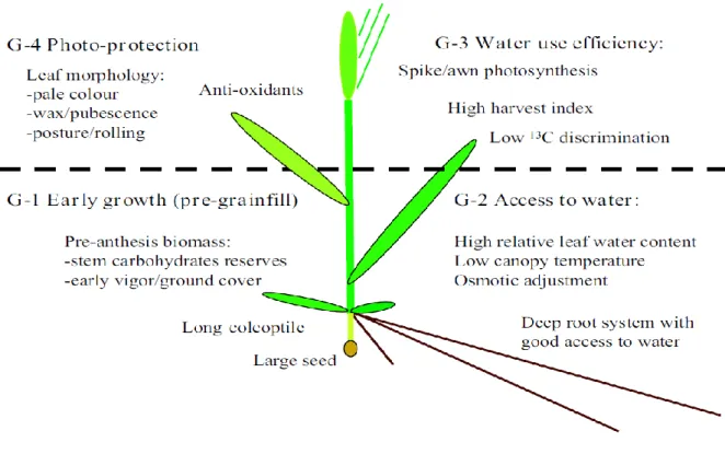 Fig.  2.4:  A  conceptual  model  for  drought  adaptation  in  wheat  based  on  literature  (Reynolds et al., 2005) 