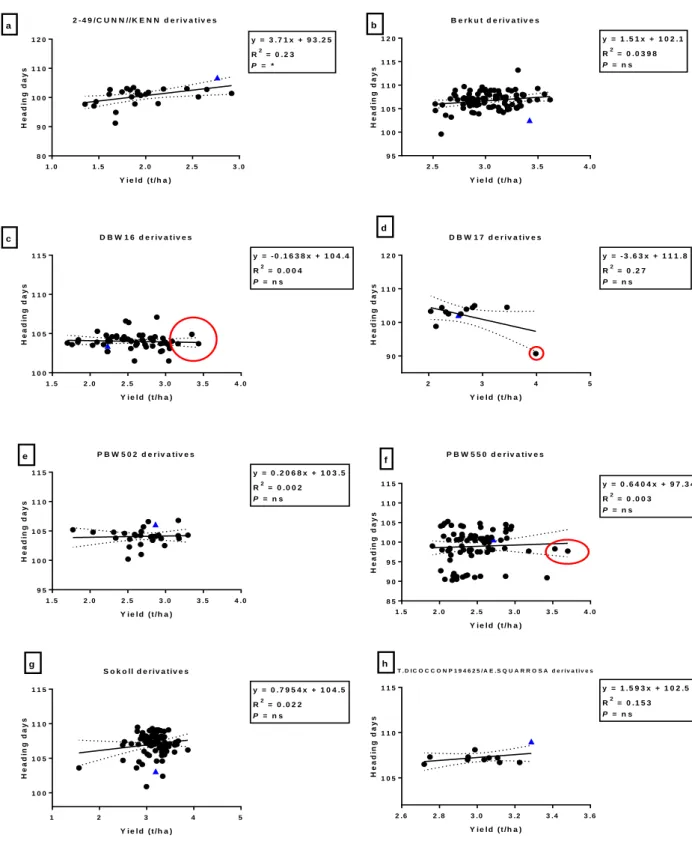 Fig.  3.1:  Correlation  between  heading  days  and  grain  yield  (t/ha)  among  bread  wheat  parents (blue triangles) and their progeny in E1 (irrigated)