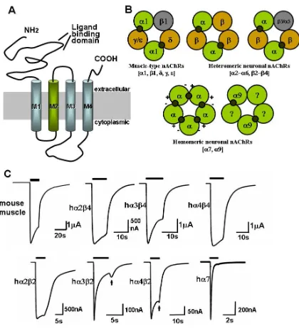 Fig 1.2 Topology and diversity of nAChR subtypes. A: Topology of one subunit of nAChR